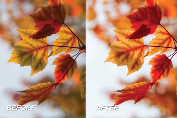 5 Autumn Lightroom Presets | Mobile + Desktop - Image 9