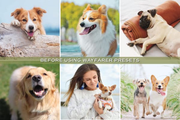 5 Dog Lovers Lightroom Presets | Mobile + Desktop - Image 3
