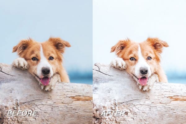 5 Dog Lovers Lightroom Presets | Mobile + Desktop - Image 5