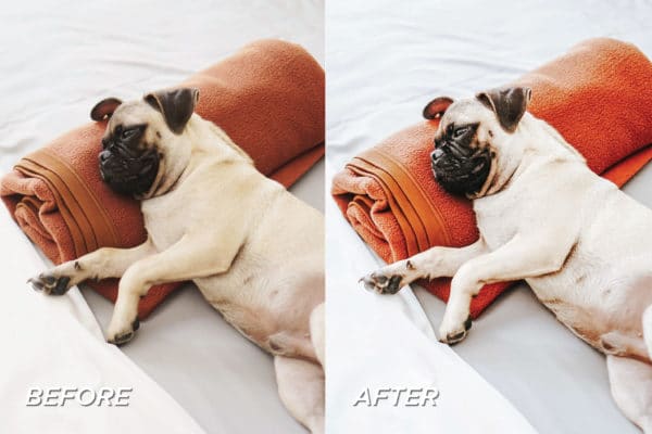 5 Dog Lovers Lightroom Presets | Mobile + Desktop - Image 6