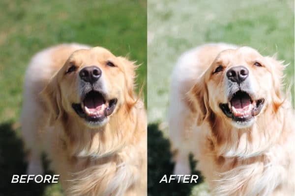 5 Dog Lovers Lightroom Presets | Mobile + Desktop - Image 7