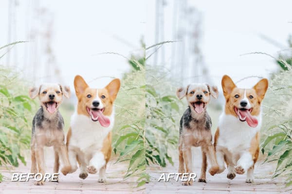 5 Dog Lovers Lightroom Presets | Mobile + Desktop - Image 8
