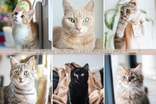 5 Kitten Lightroom Presets | Mobile + Desktop - Image 3