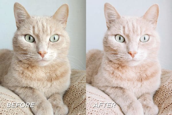 5 Kitten Lightroom Presets | Mobile + Desktop - Image 4