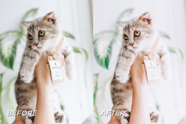 5 Kitten Lightroom Presets | Mobile + Desktop - Image 5
