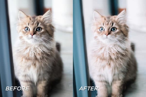 5 Kitten Lightroom Presets | Mobile + Desktop - Image 6