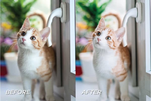 5 Kitten Lightroom Presets | Mobile + Desktop - Image 7