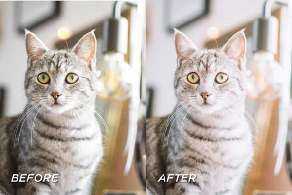 5 Kitten Lightroom Presets | Mobile + Desktop - Image 8