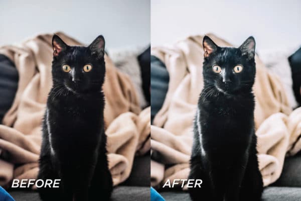 5 Kitten Lightroom Presets | Mobile + Desktop - Image 9