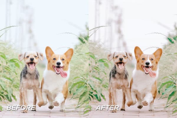 5 Pet Lovers Lightroom Presets | Mobile + Desktop - Image 4