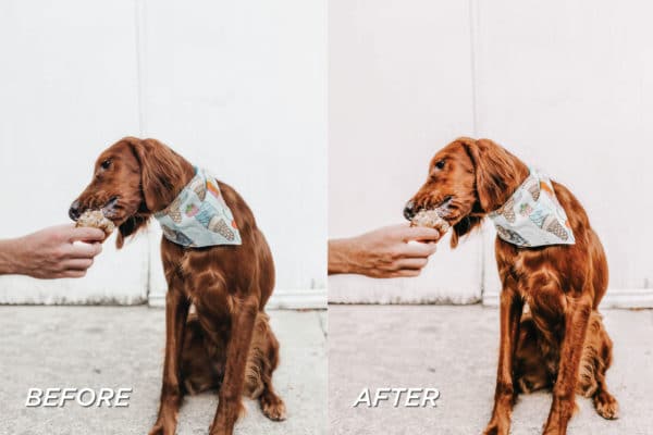5 Pet Lovers Lightroom Presets | Mobile + Desktop - Image 5