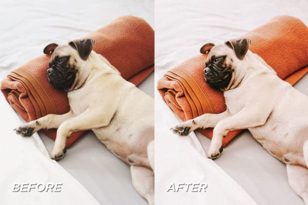 5 Pet Lovers Lightroom Presets | Mobile + Desktop - Image 7
