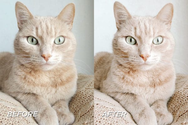 5 Pet Lovers Lightroom Presets | Mobile + Desktop - Image 8