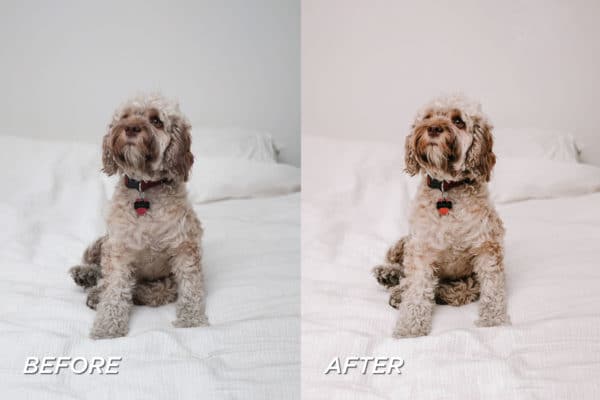5 Pet Lovers Lightroom Presets | Mobile + Desktop - Image 9