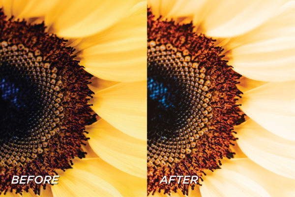 5 Sunflower Lightroom Presets | Mobile + Desktop - Image 5