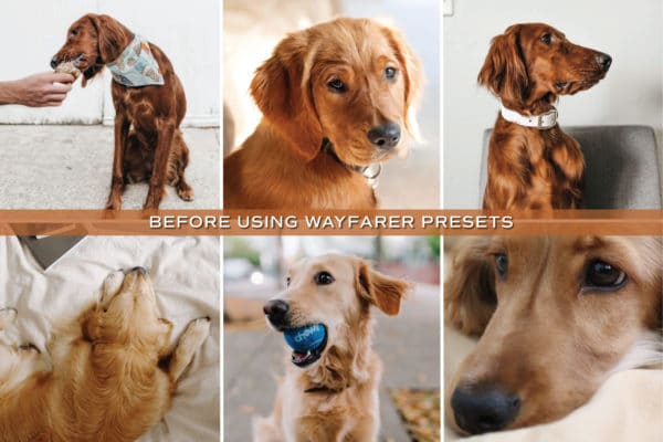 5 Warm Pet Lightroom Presets | Mobile + Desktop - Image 3