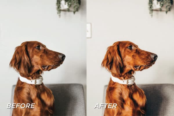 5 Warm Pet Lightroom Presets | Mobile + Desktop - Image 4