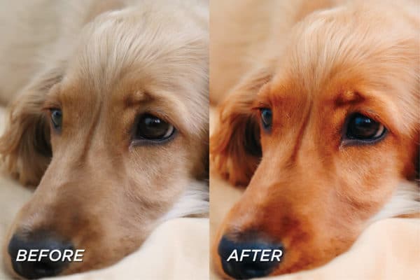 5 Warm Pet Lightroom Presets | Mobile + Desktop - Image 5