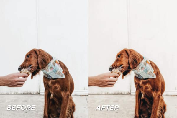 5 Warm Pet Lightroom Presets | Mobile + Desktop - Image 6