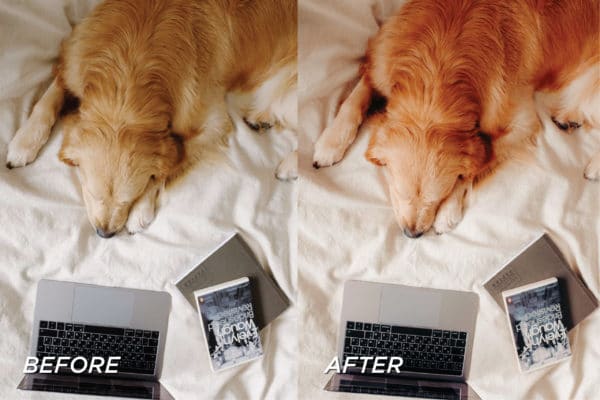5 Warm Pet Lightroom Presets | Mobile + Desktop - Image 7
