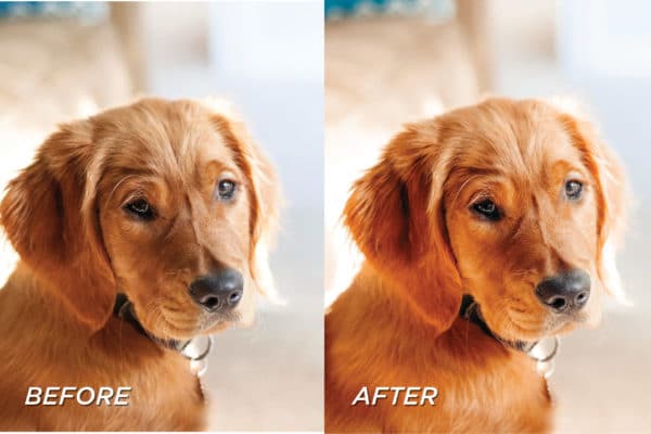 5 Warm Pet Lightroom Presets | Mobile + Desktop - Image 8