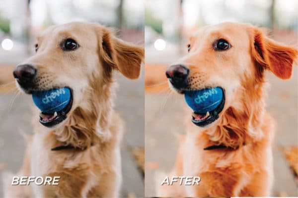 5 Warm Pet Lightroom Presets | Mobile + Desktop - Image 9